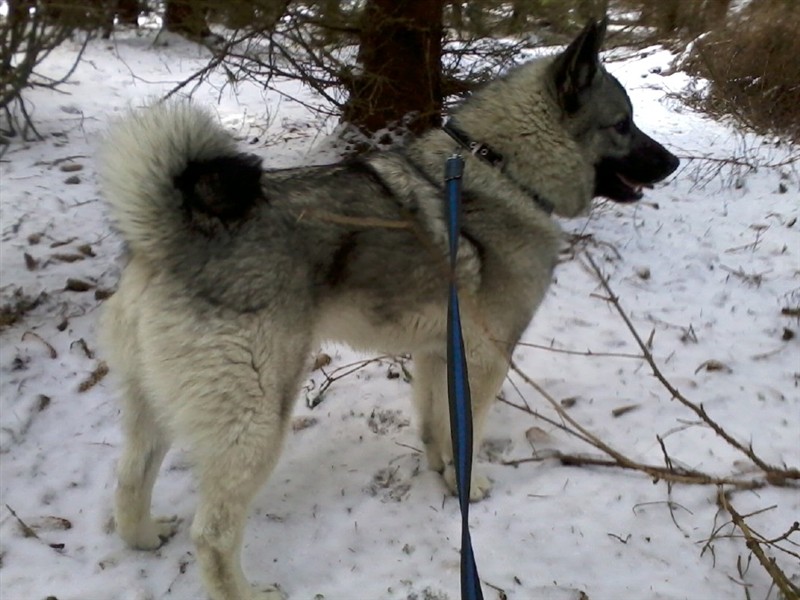 Felton (Ozzy) 1år.jpg