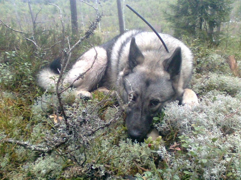 Lilly efter avslutad jakttur20111226.jpg